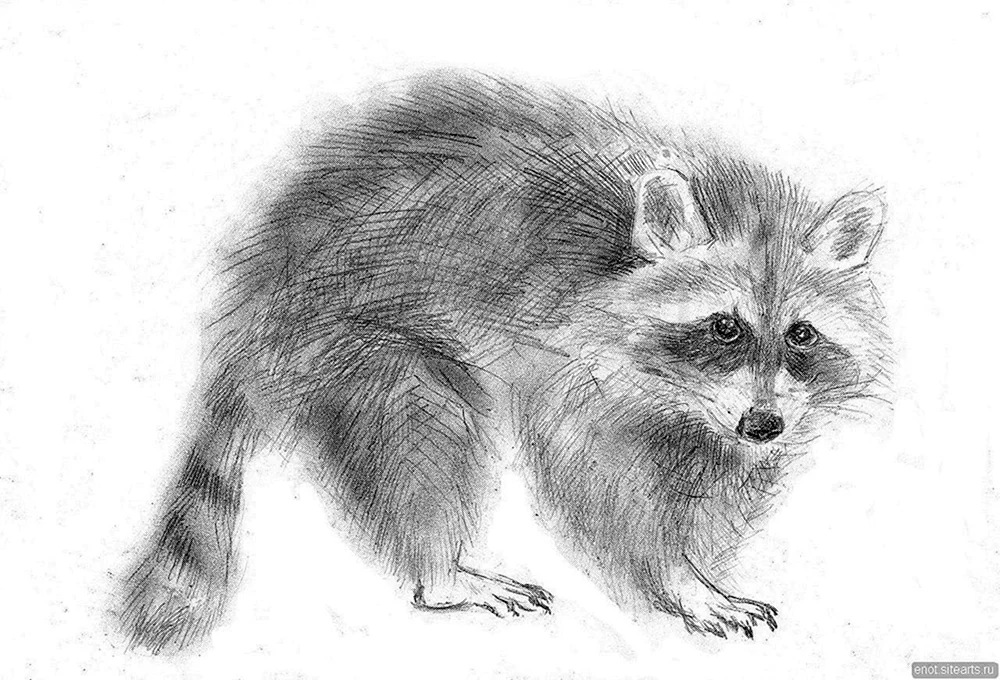 Waschbär Zeichnung