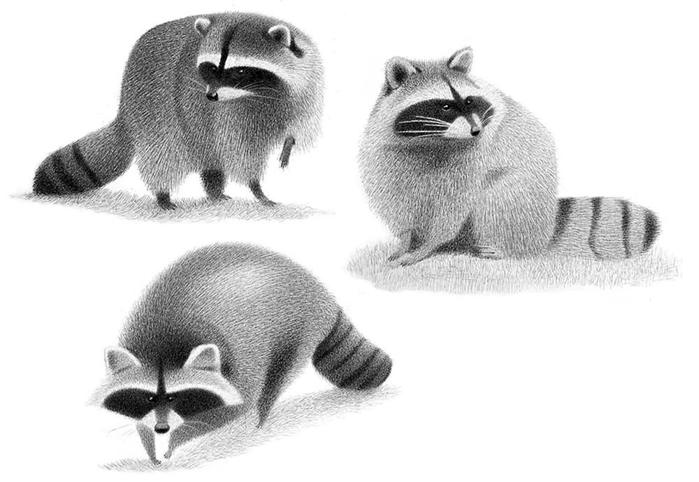 Waschbär Cartoon
