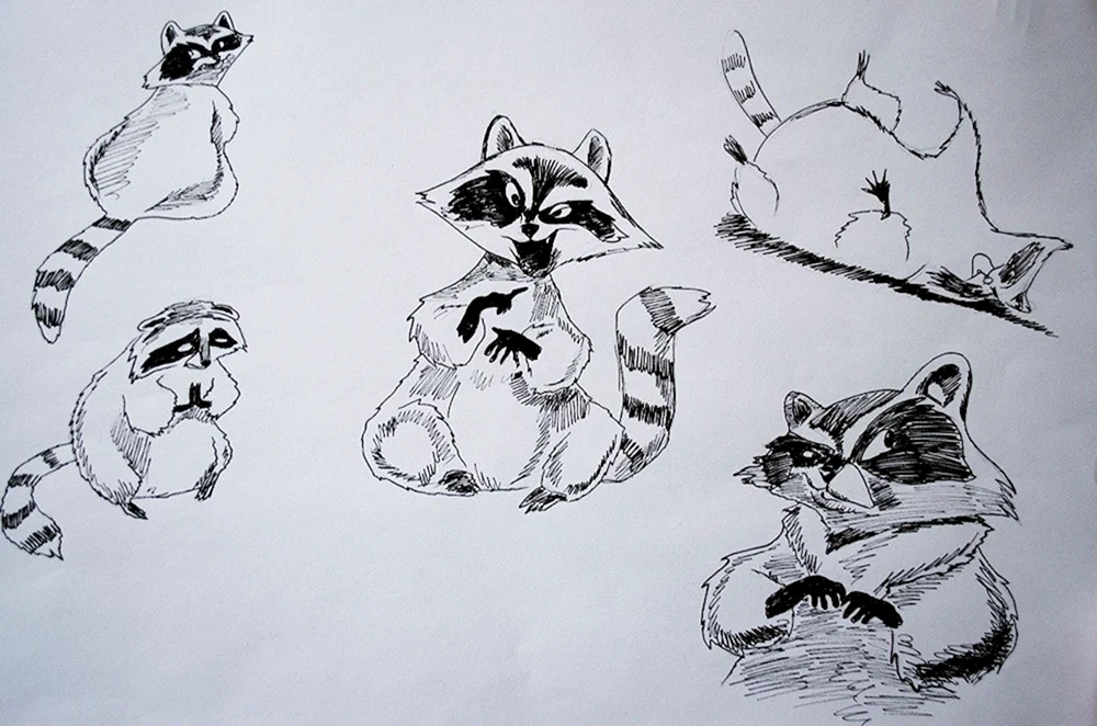 Waschbär Ausmalen für Kinder