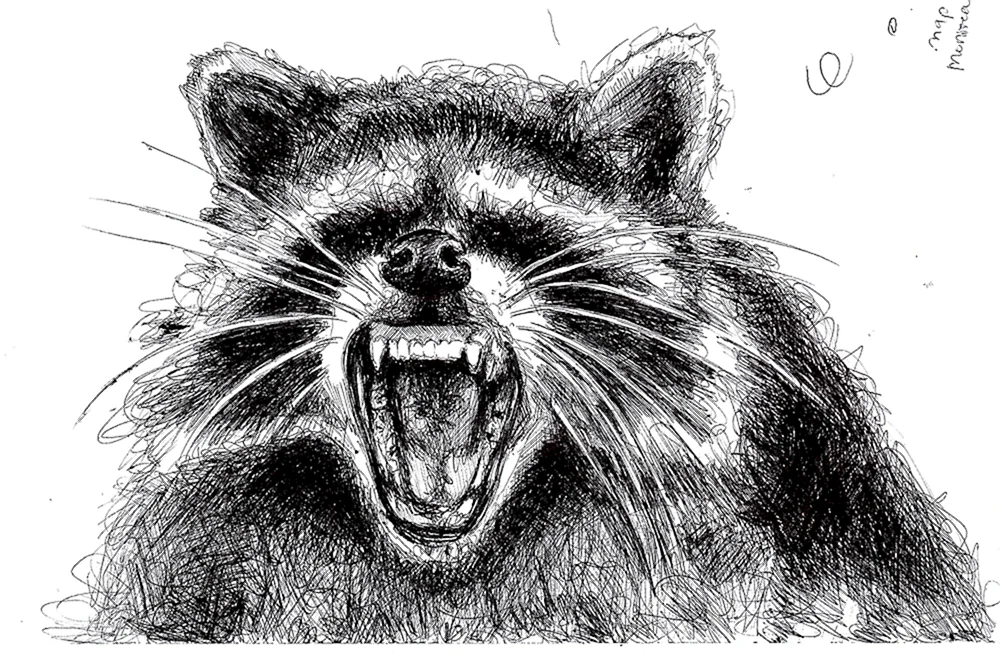 Waschbär Streifen Zeichnung