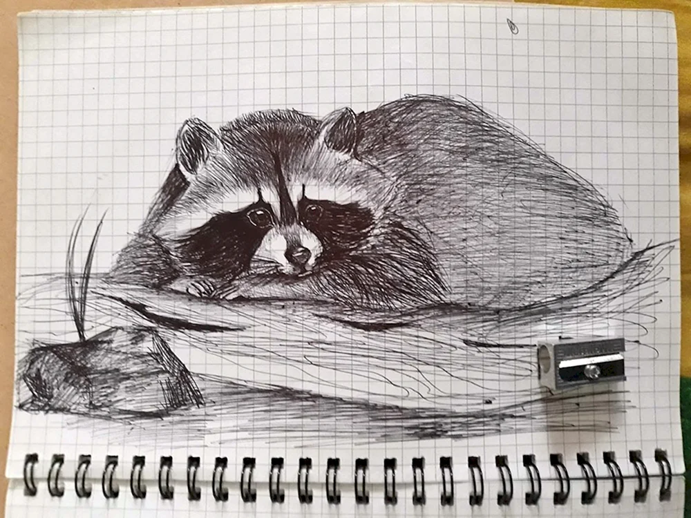 Waschbär Zeichnung