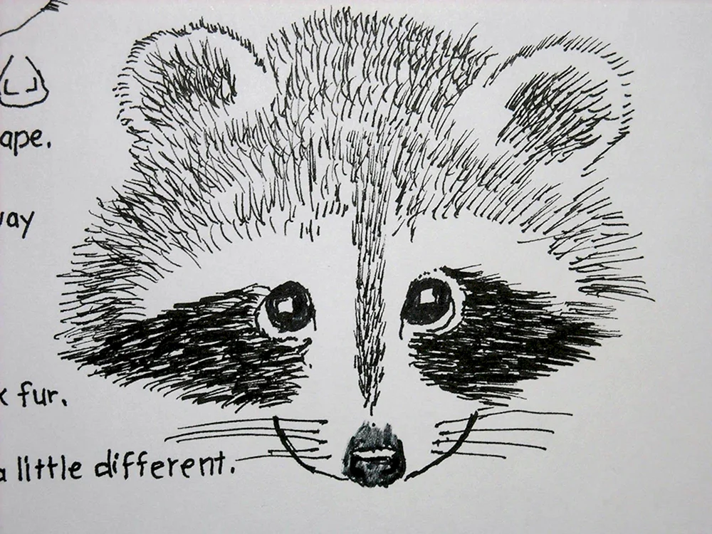 Waschbär Skizze