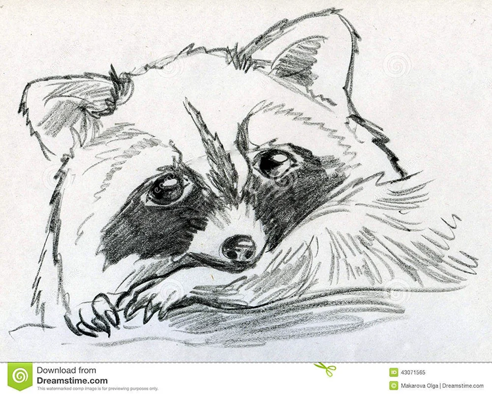 Waschbär Zeichnung