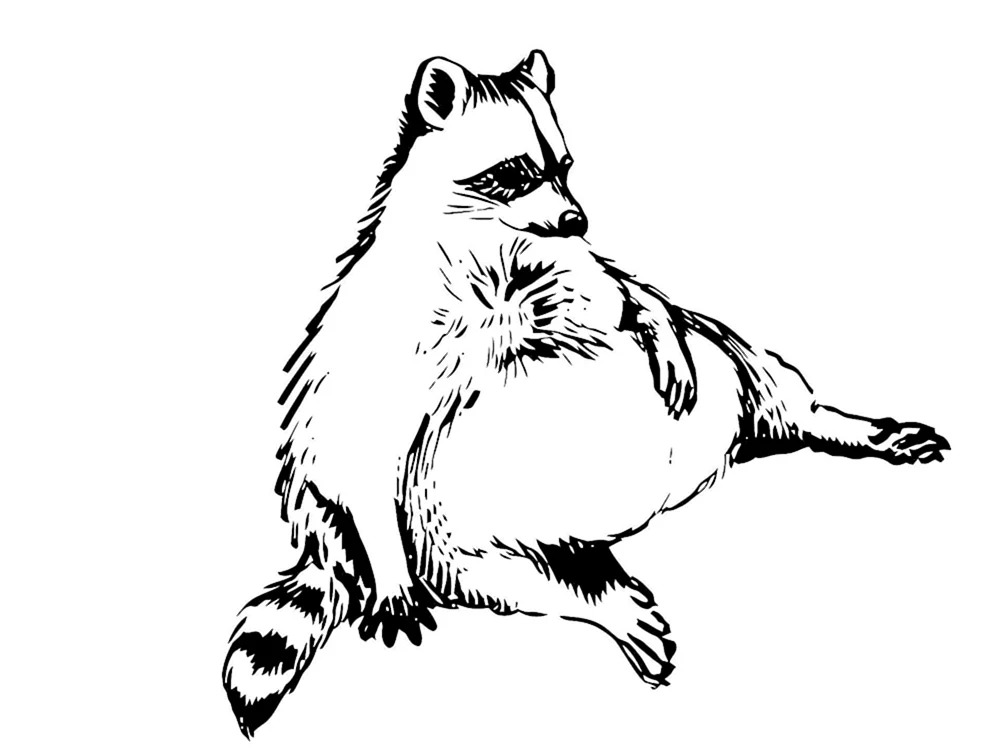 Waschbär Zeichnung für Kinder Gestreift