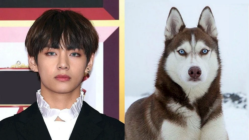 Hund Kim Daehaena Yontan