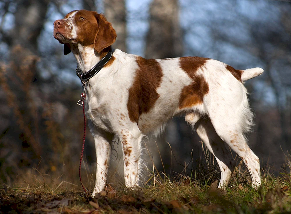 Cockerspaniel Jagdhund