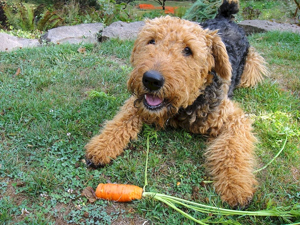 Australian Labradoodle Pudel