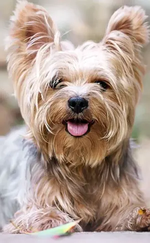 Yorkshire Terrier