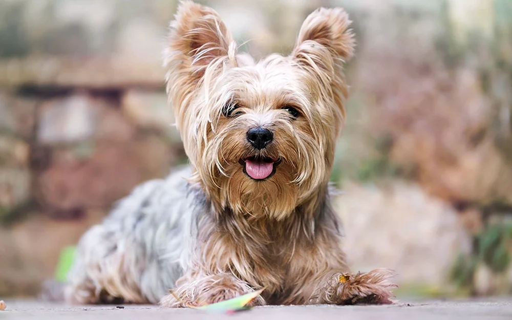 Yorkshire Terrier