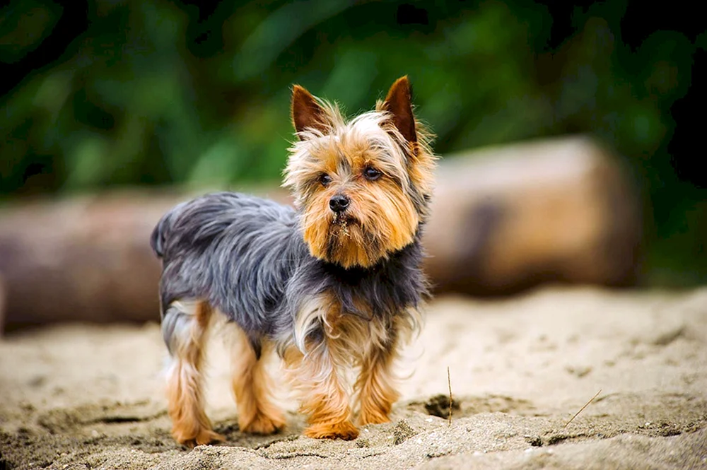 West White Schnauzer Terrier