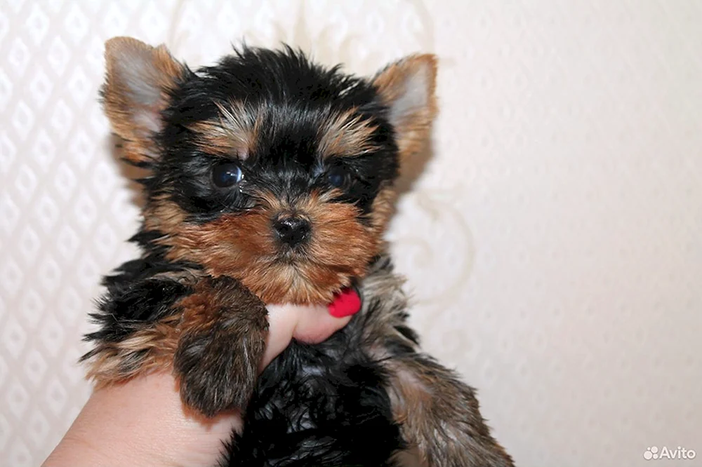 Zwerg Yorkshire Terrier