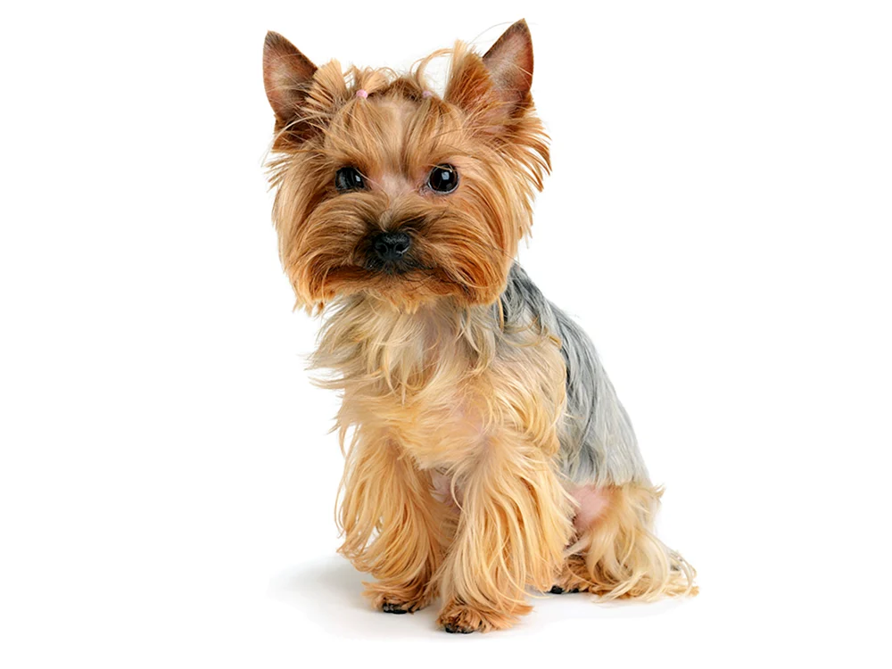 Beaver- Yorkshire Terrier