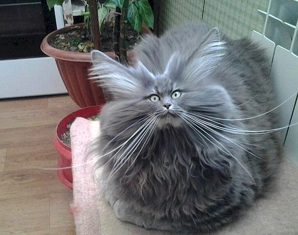 Junge Katze Katzenposen