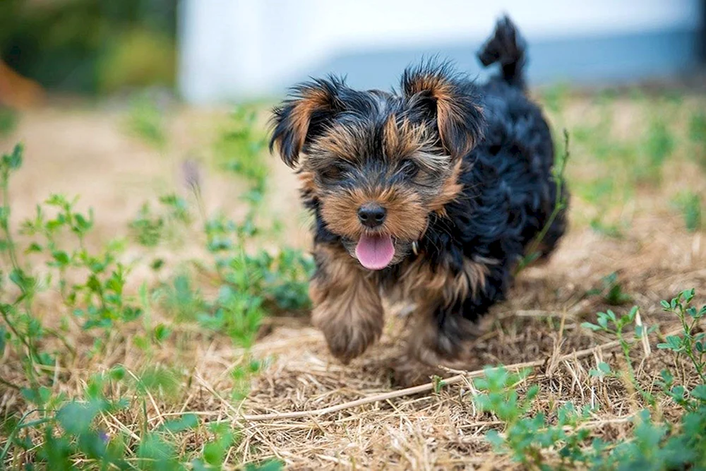 Yorkshire Terrier