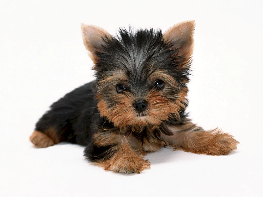 Toy Terrier