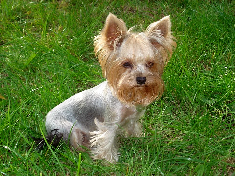 Yorkshire Terrier