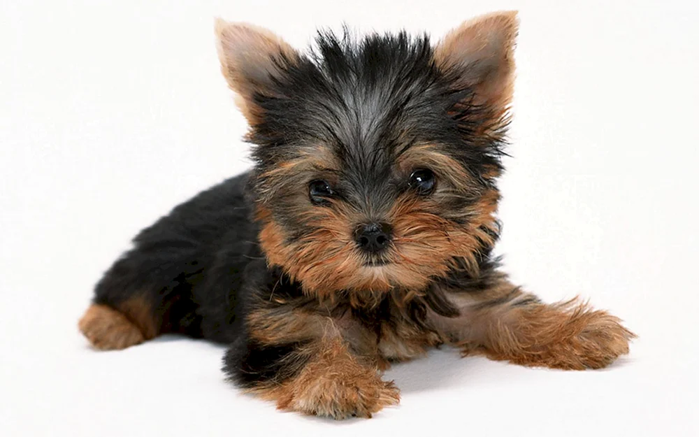 Yorkshire Terrier