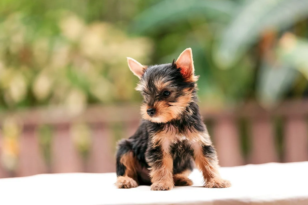 Eshkor Terrier
