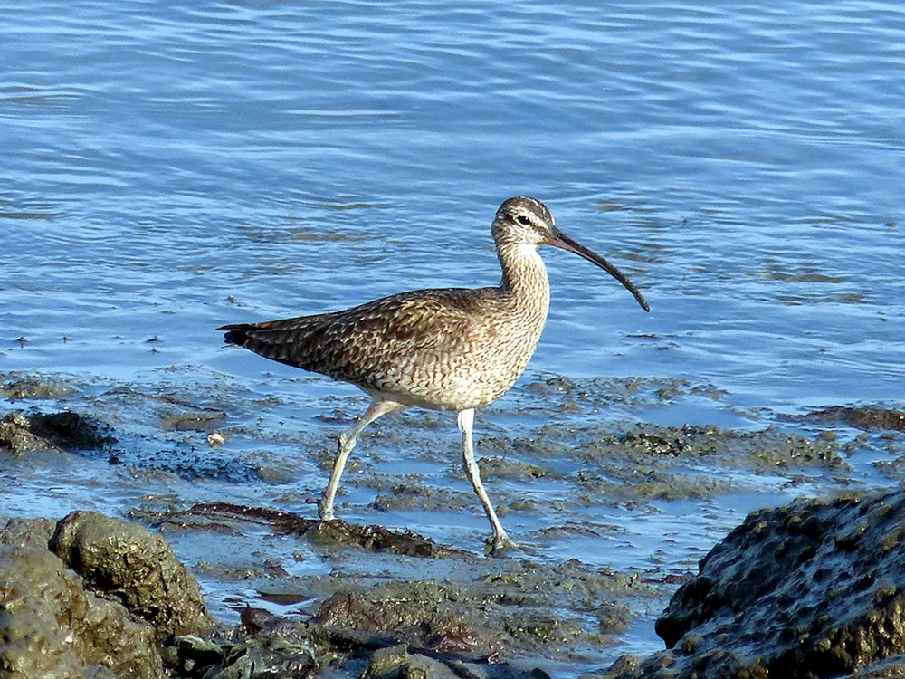 Krim-Bussard