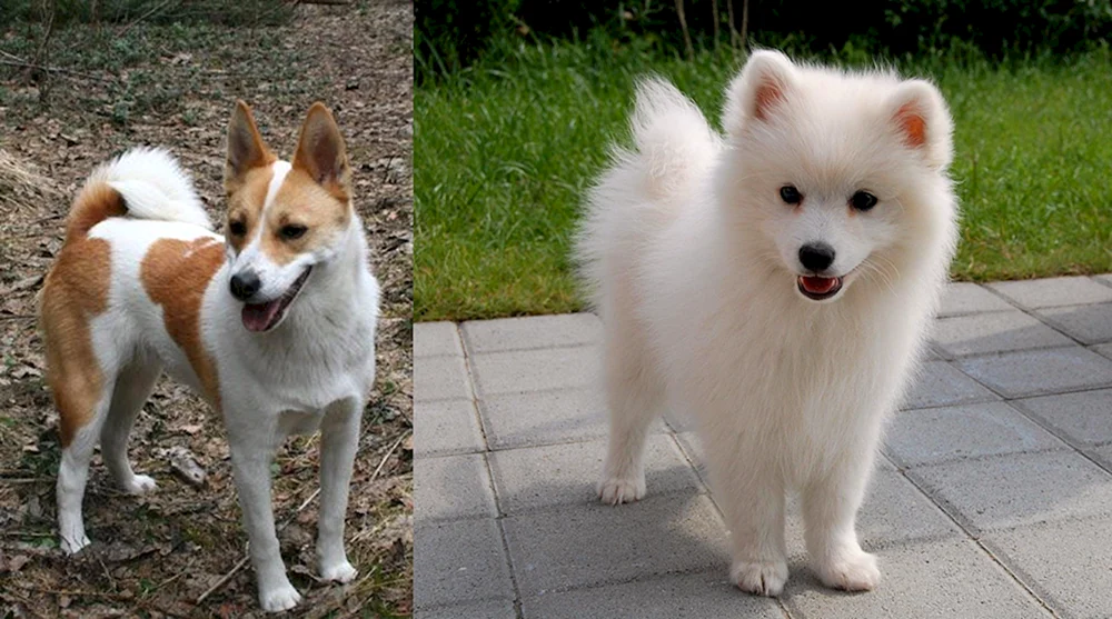 Akita Inu