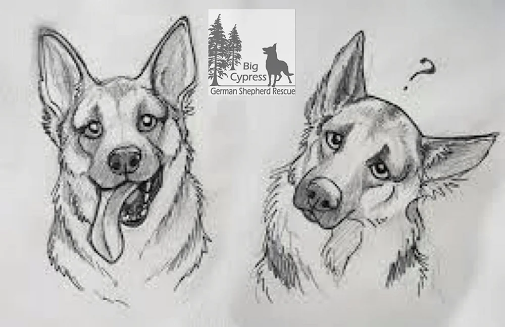 Hundeskizzen zum Zeichnen mit Bleistift