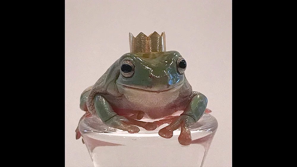 Ästhetik Indie KID Frosch Ästhetik