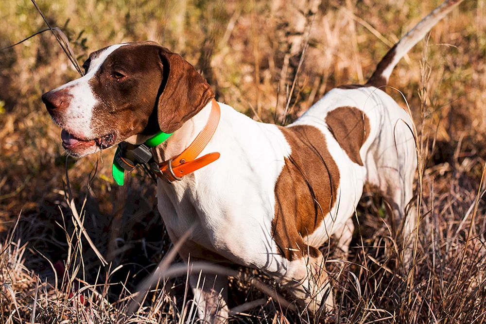 Estonian hound