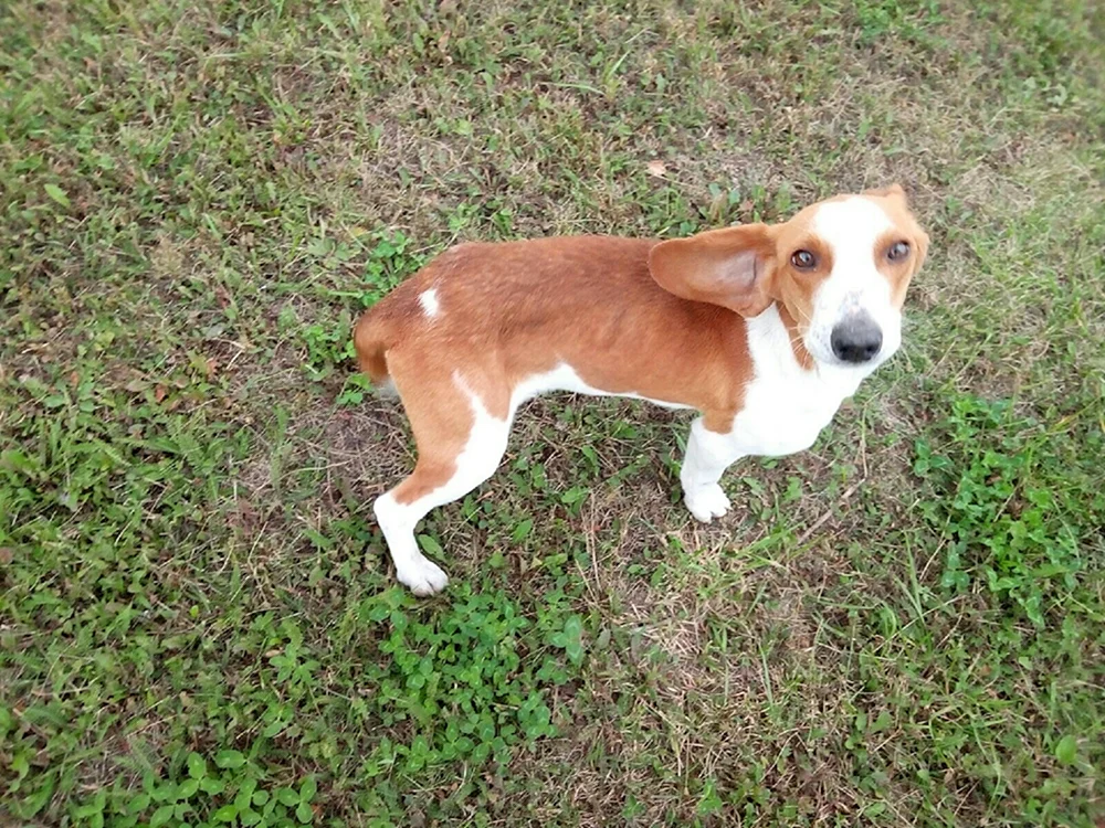 Jack Russell- kurzbeiniger Terrier