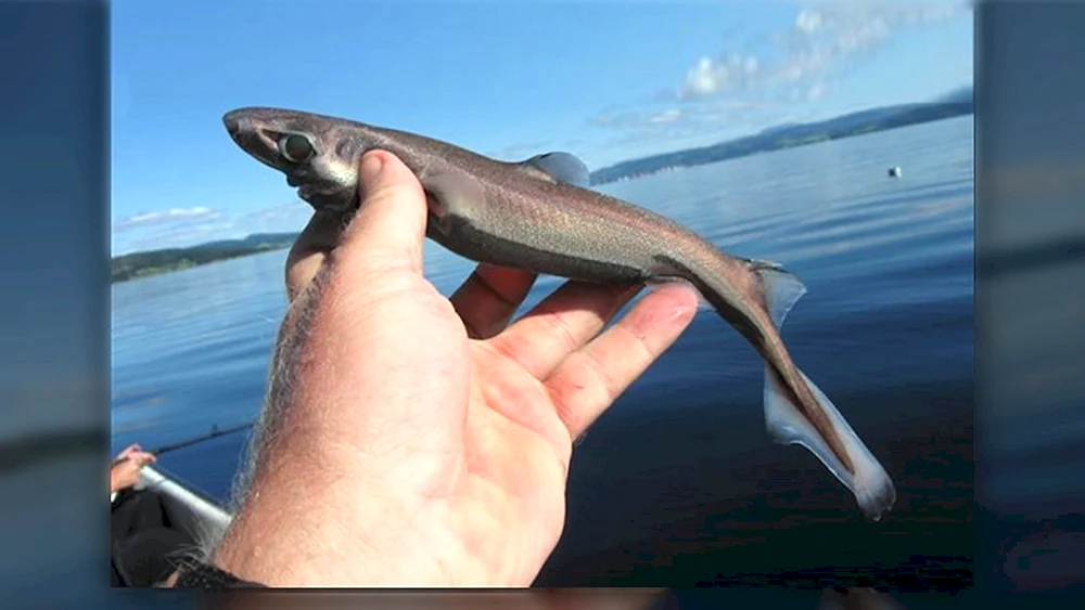 Etmopterus perryi