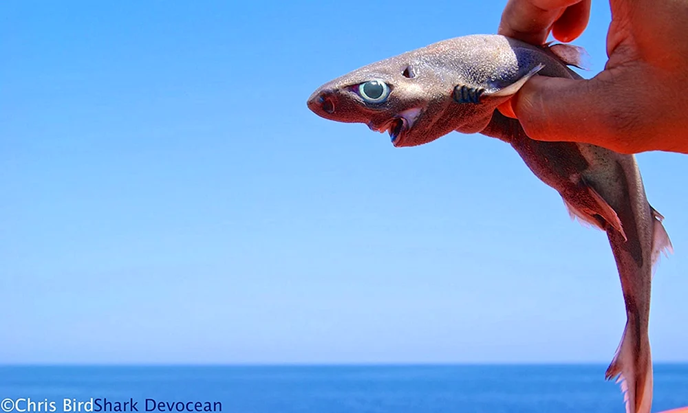 Etmopterus perryi Hai