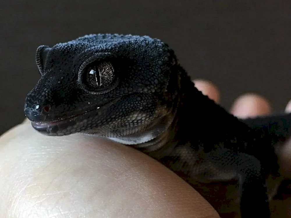 Triton Reptil