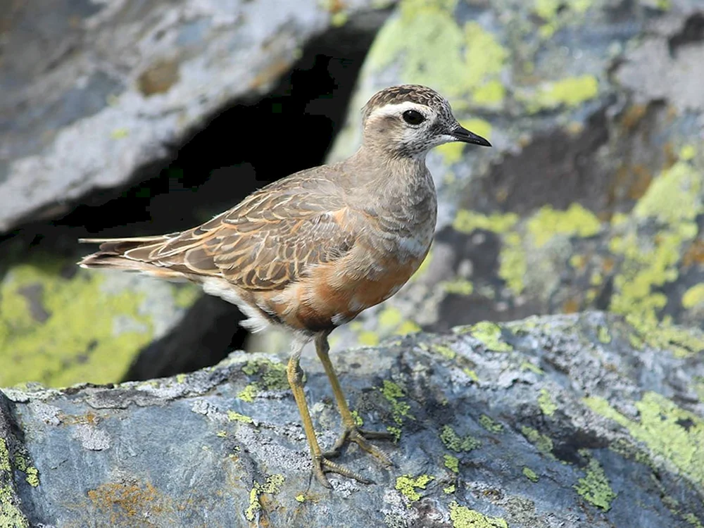 Eudromias morinellus