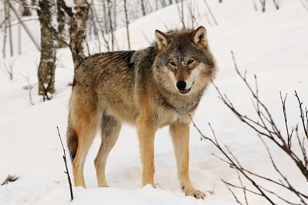 Eurasischer Wolf