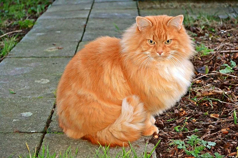 Europäische Langhaar gestromte Ingwerkatze