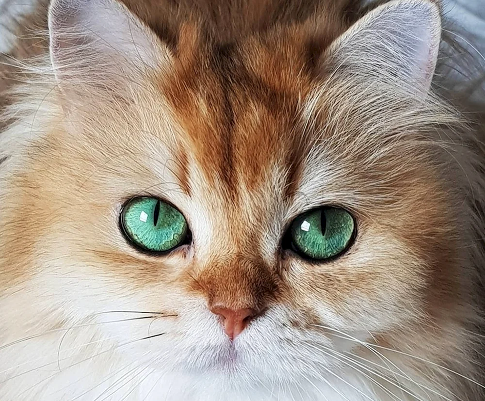 Europäische Langhaarkatze rot