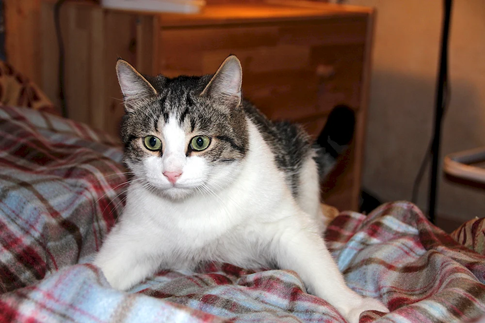 Europäisch Kurzhaar weißer Katze