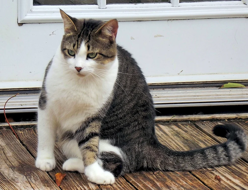 Europäische Kurzhaar Bicolour-Katze