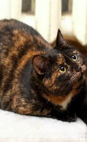 Europäische Kurzhaar-Schildpatt-Katze