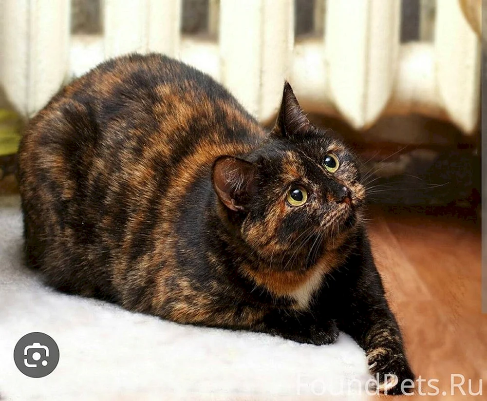Europäische Kurzhaar-Schildpatt-Katze