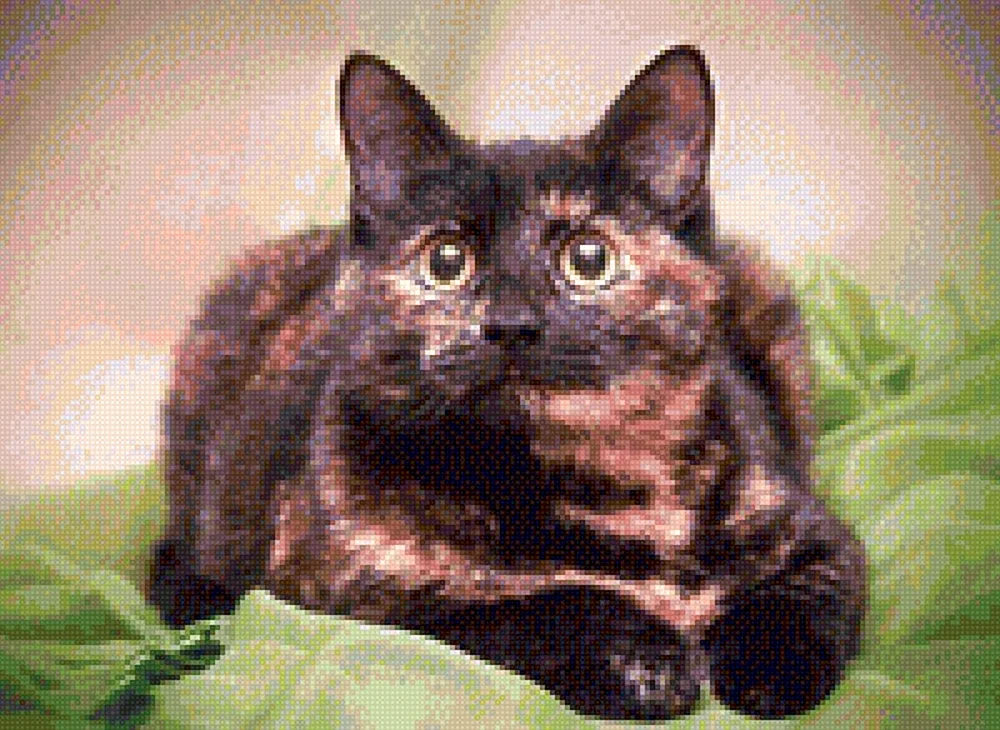 Europäische Kurzhaar-Schildpatt-Katze