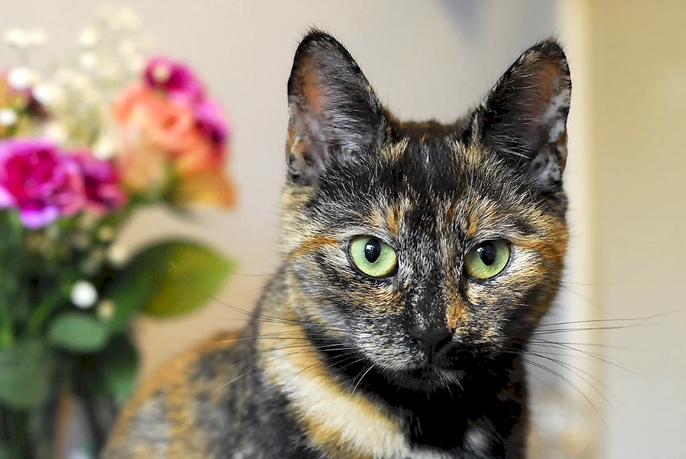 Europäische Kurzhaar-Schildpatt-Katze