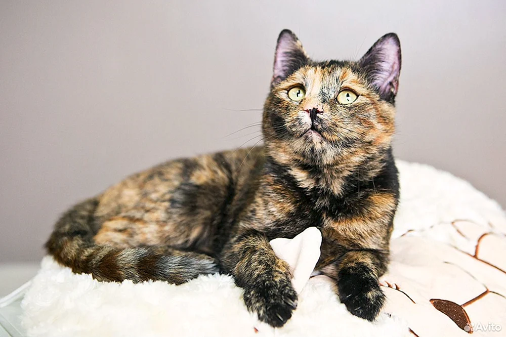 Sibirische schildpatt Katze
