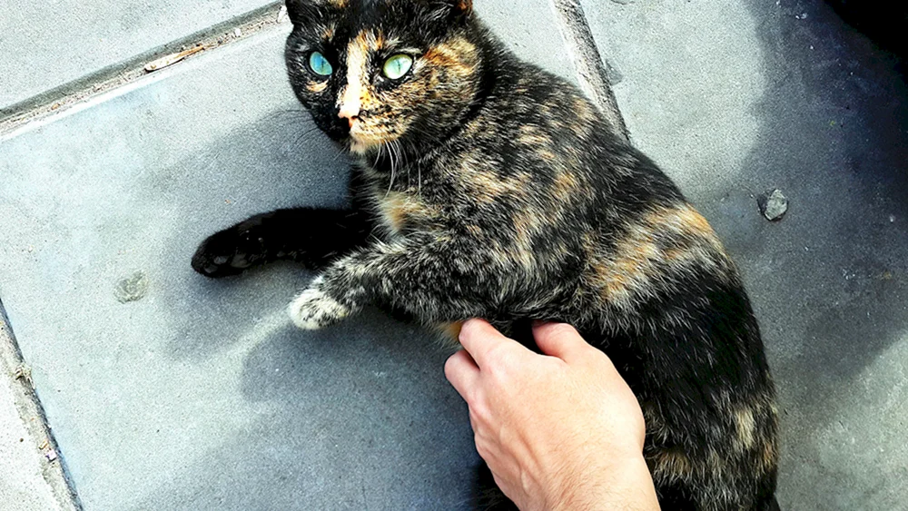 Britisches schiefriges Schildpatt Katze