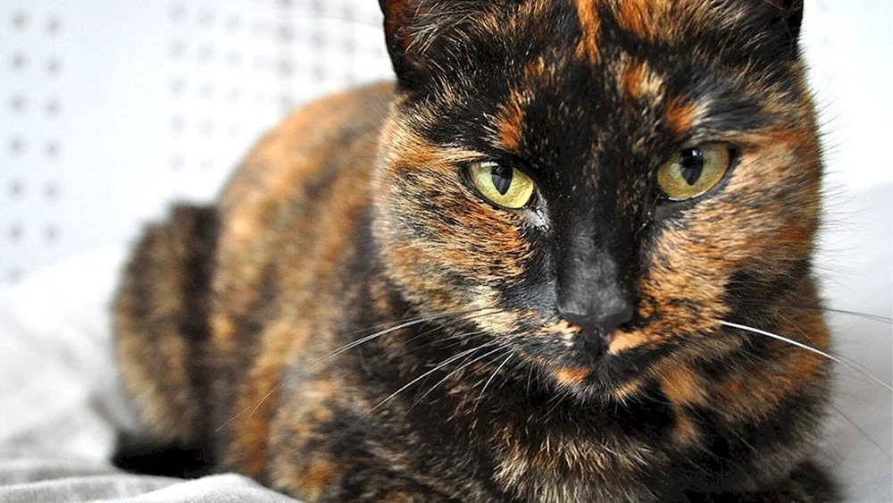 Europäisch Kurzhaar schildpatt Katze