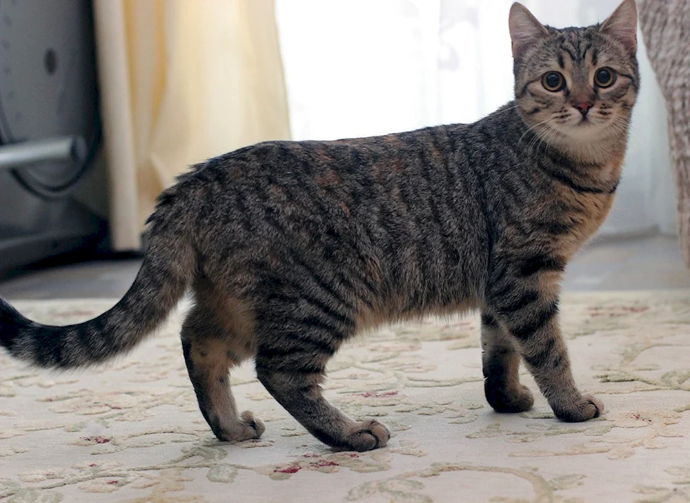 Tabby getigert