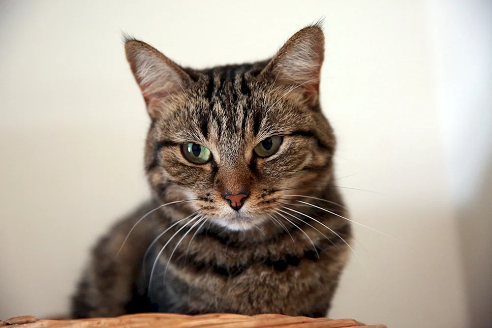 Europäisch Kurzhaar Katze Keltisch