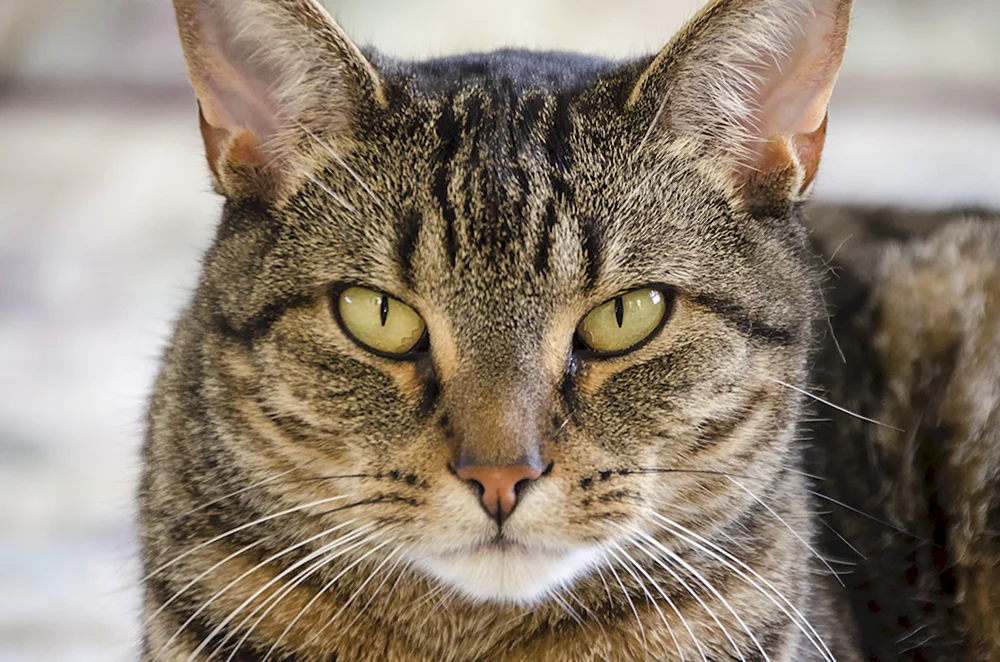 Europäisch Kurzhaar Katze Keltisch