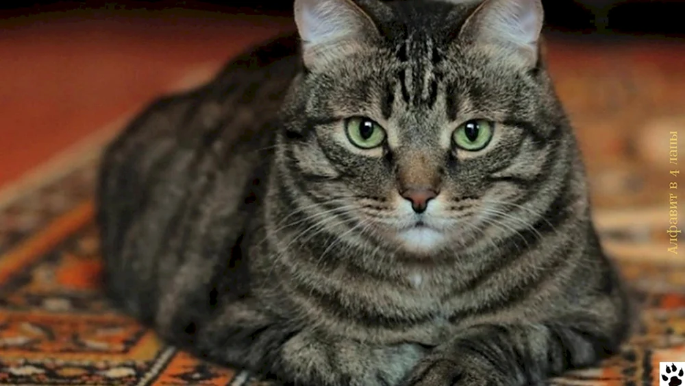 Amerikanisch Kurzhaar Katze