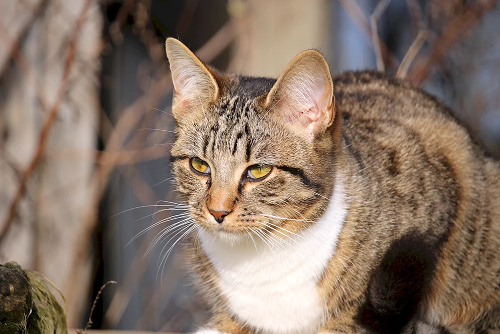 Europäisch Kurzhaar Katze
