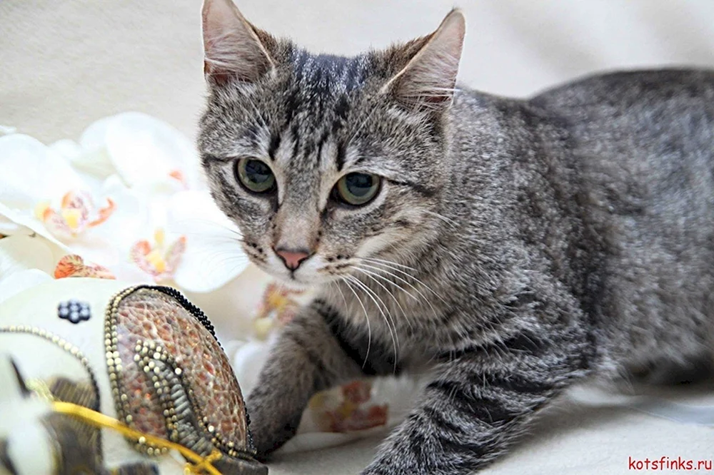 Europäisch Wald Kurzhaar Katze